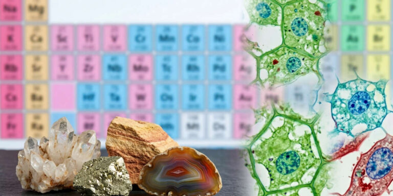 Scienze Naturali &ndash; Anno 3